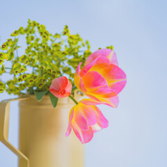 ジョーロのチューリップとユーフォルビア © taiyosun