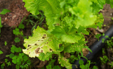 Fototapeta premium Lettuce plant showing symptoms of disease. Damaged leaves with brown spots and discoloration. Plant health issue in garden. Close-up view of ailing vegetable crop.
