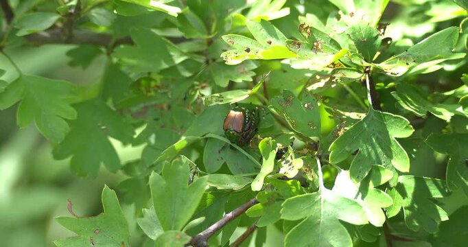 Macro - Cockroach on a leaf.