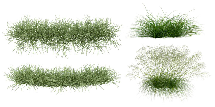 Long Ornamental Grass Tufts and Wild Shrubs Cutout PNG