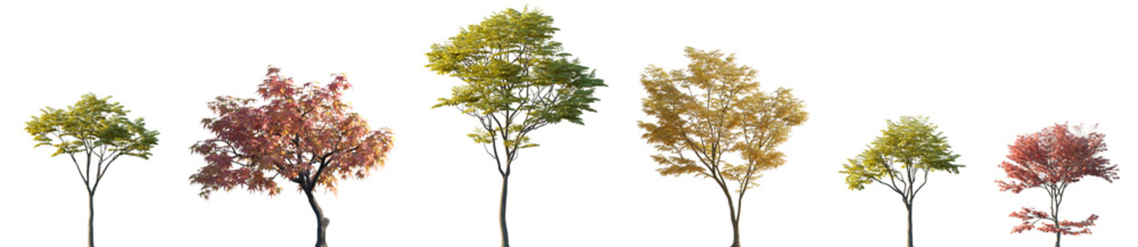 Set of autumn Sapindus mukorossi autumn Acer palmatum frontal street trees isolated png in sunny daylight on a transparent background perfectly cutout