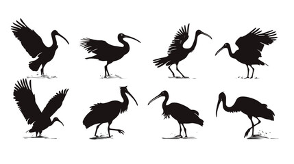 Obraz premium Silhouettes of ibis birds in various dynamic poses against a white background