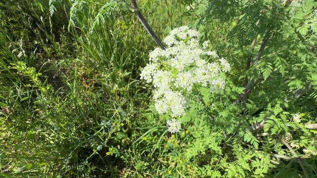 Beautiful blooming Conium maculatum videos. Poison hemlock white flowers on green stems with flying insects on a sunny day, capturing wild botanical beauty in summer nature.