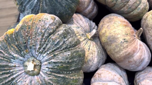 Organic Green Pumpkin Harvest Background, Fresh Winter Squash at Farm Market
