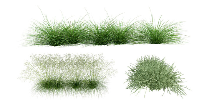 Set of grass isolated on white background