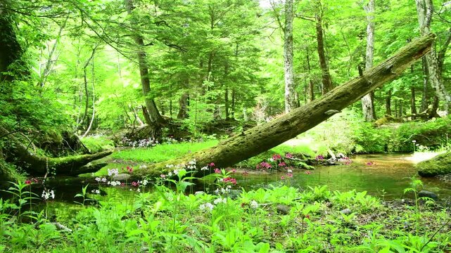 栃木県日光市　奥日光の千手ヶ浜に流れる川とクリンソウ