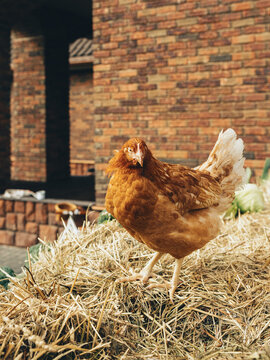 Brown chicken in summer in sunny weather on hay against the background of a brick wooden house.