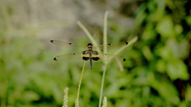 dragonflies perched on grass flowers, moving in the gentle breeze