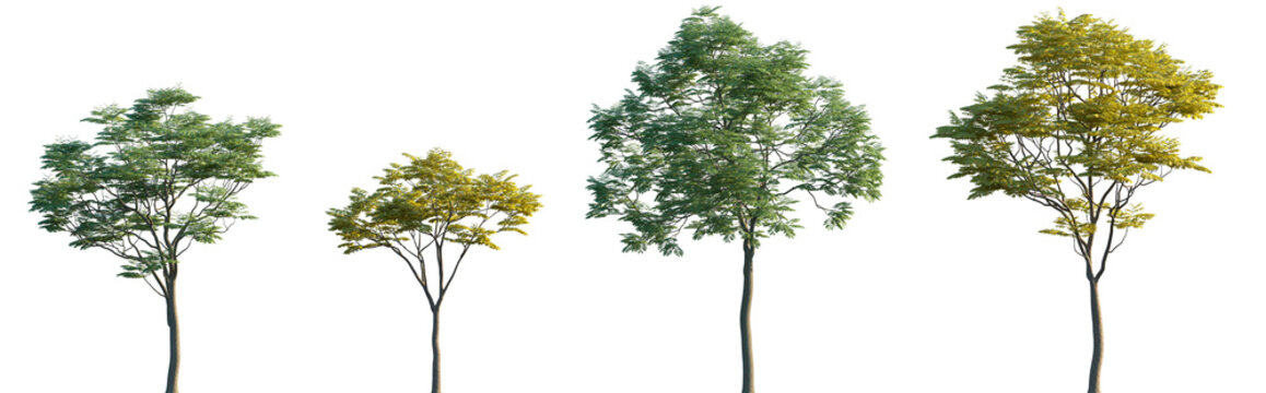 Set of summer and autumn Sapindus mukorossi frontal street trees isolated png in sunny daylight on a transparent background perfectly cutout