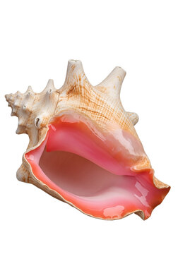 Queen Conch Shell Isolated On Transparent Background Tropical Ocean Sea Shell