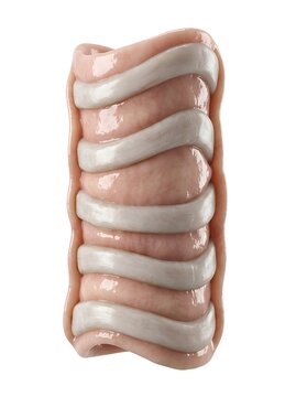 Anatomical 3d illustration of trachea windpipe with cartilage rings isolated on white background