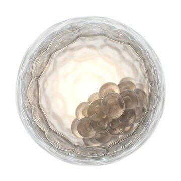 Blastocyst stage embryo with inner cell mass, early human development, 3d render isolated on white background