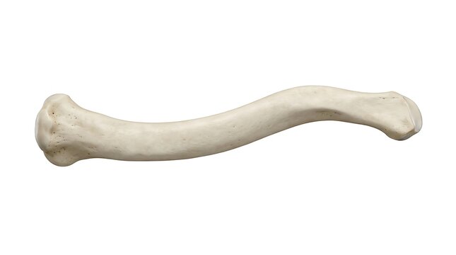 Human clavicle bone isolated on white background