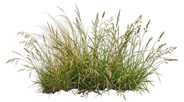 Wild green meadow grass clump with various seed heads and stems cutout on a transparent background