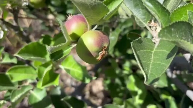 Wild apples on apple tree branch in the sun, isolated close-up in Tenerife, Canary Islands, Spain
