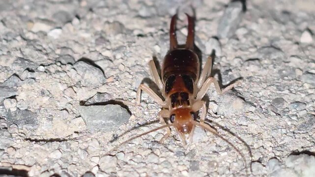 
Front View Close-up Macro Shot of an Earwig Showing Head and Soft White Thorax After Molting #001

