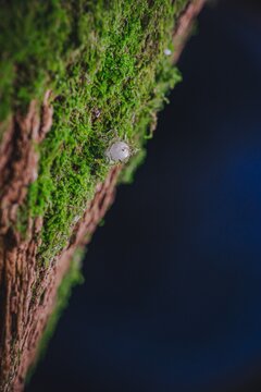 Spider egg sac hidden in tree moss
