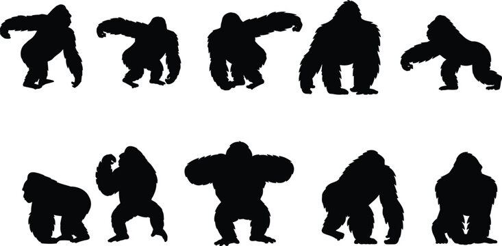 Silhouette gorilla poses collection showing dynamic primate movements and animal stance variations for wildlife illustration design