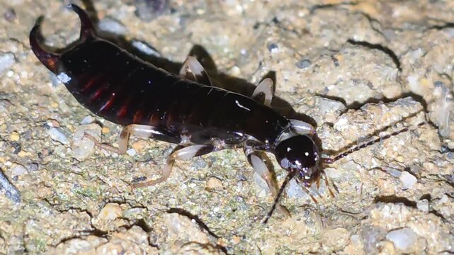 
Front View Close-up Macro Shot of an Earwig Showing Head and Soft White Thorax After Molting #002

