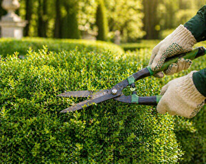 Obraz premium Close-up of gardener hands in protective gloves trimming a green boxwood bush with professional hedge shears in a sunny park, capturing landscape maintenance, horizontal orientation.