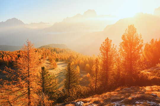 Golden larch trees glow in morning sunlight beneath misty mountain peaks in the Dolomites. Autumn forest landscape with sunbeams and alpine valleys in northern Italy