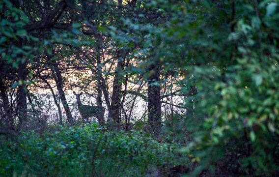 Deer blends into environment