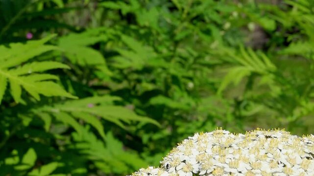 A comma butterfly (Polygonia c-album) takes off from a flower - slow motion