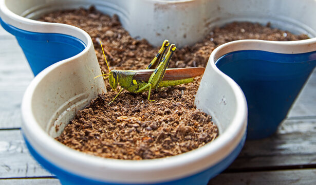 Grasshopper in pot of soil