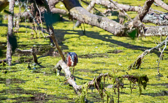 Green heron balance beam walking