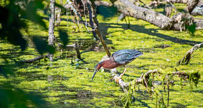 Greenheron still like a statue