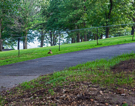 Baby deer by chain link fence