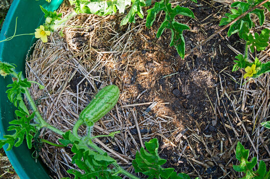 Tiny striped watermelon growing