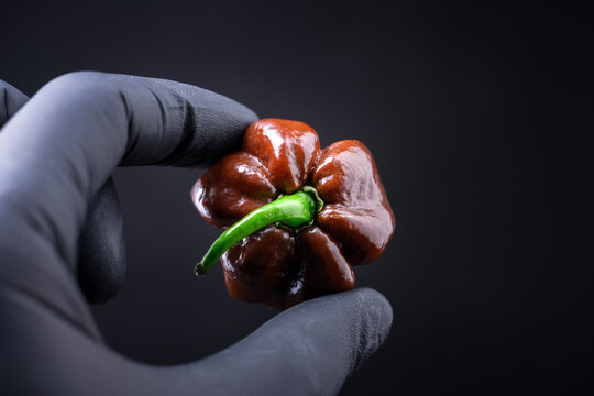 Chocolate habanero pepper held in black glove on dark background. Fresh chili pod minimal composition studio lighting