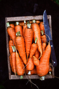 Carrots with trimmed tops arranged tightly in wooden crate. Fresh root vegetables photographed in moody natural light