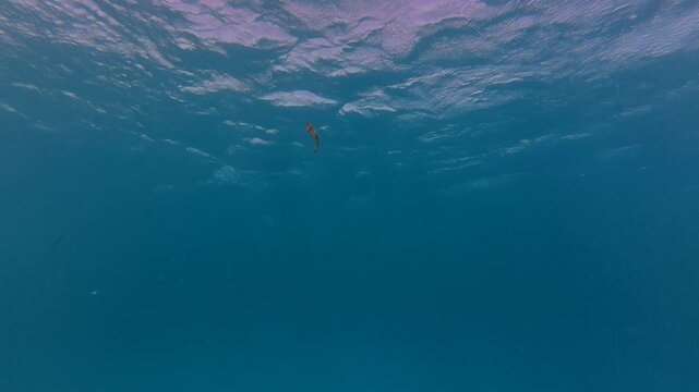 Cuttlefish (Sepiida) swimming in the tropical sea. Predator animal in the ocean. Underwater video, scuba diving in the sea, marine life. Cuttlefish in the shallow, travel footage.
