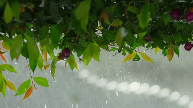 Rain falling on the green leaves at sunset