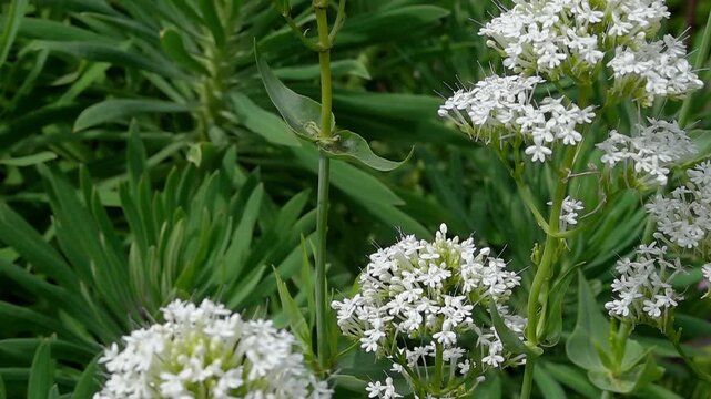 a Red Admiral butterfly (Vanessa atalanta) taking off from valerian, slow motion