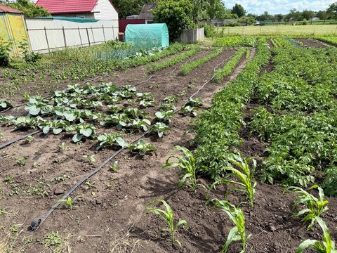 Vegetable garden with rows of growing crops and drip irrigation system