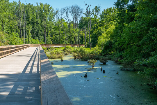 Raised Recreational Boardwalk over a Wetland