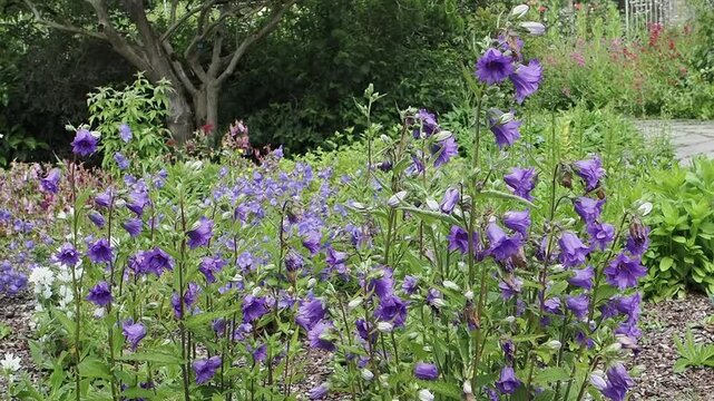 Campanula trachelium 'Bernice' a summer flowering plant with a blue bell-shaped  summertime flower commonly known as bellflower or Coventry Bells, gardening stock video footage clip