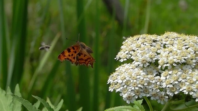 A comma butterfly (Polygonia c-album) takes off from a flower - slow motion