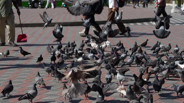 4K slow motion of a flock of pigeons scattering and flying on a city plaza