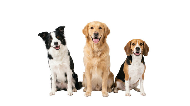 Group of three happy dogs sitting together, golden retriever with border collie and beagle, diverse domestic purebred pets for veterinary and animal care isolated PNG with Transparent Background
