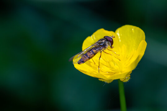 Syrphe photographi&eacute;e en macro sur une fleur jaune. Illustre la nature, la biodiversit&eacute; et l'environnement. 