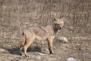 Fototapeta premium The Indian jackal (Canis aureus indicus), also known as the Himalayan jackal, is a subspecies of golden jackal. This photo was taken in North Inidia.