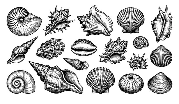 fish, seafood, ocean, marine, saltwater, tuna, salmon, swordfish, marlin, snapper, cod, halibut, bass, mackerel, engraving, antique, vintage, handdrawn, sketch, lineart, black, white, vector, illustra