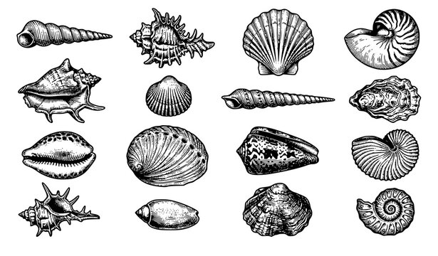 fish, seafood, ocean, marine, saltwater, tuna, salmon, swordfish, marlin, snapper, cod, halibut, bass, mackerel, engraving, antique, vintage, handdrawn, sketch, lineart, black, white, vector, illustra