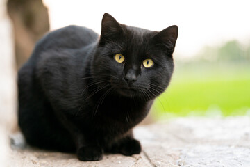 black cat  © DeAntu