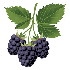 Fototapeta premium Fresh blackberry fruit on stem