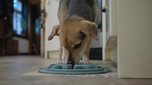 Small pet dog eagerly eats her breakfast from a plate on the floor
